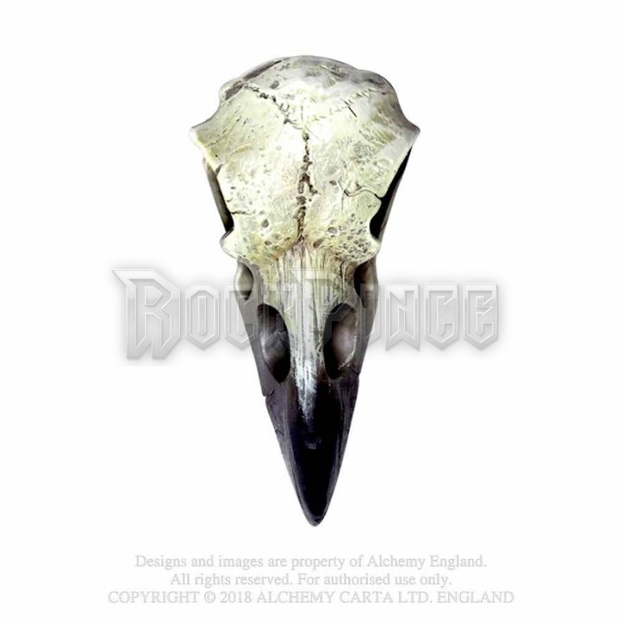 Alchemy - Reliquary Raven Skull - hollókoponya V66