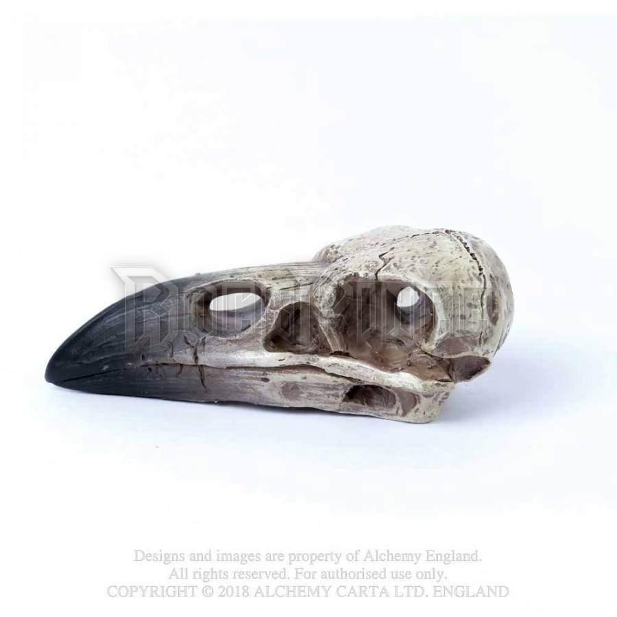 Alchemy - Reliquary Raven Skull - hollókoponya V66
