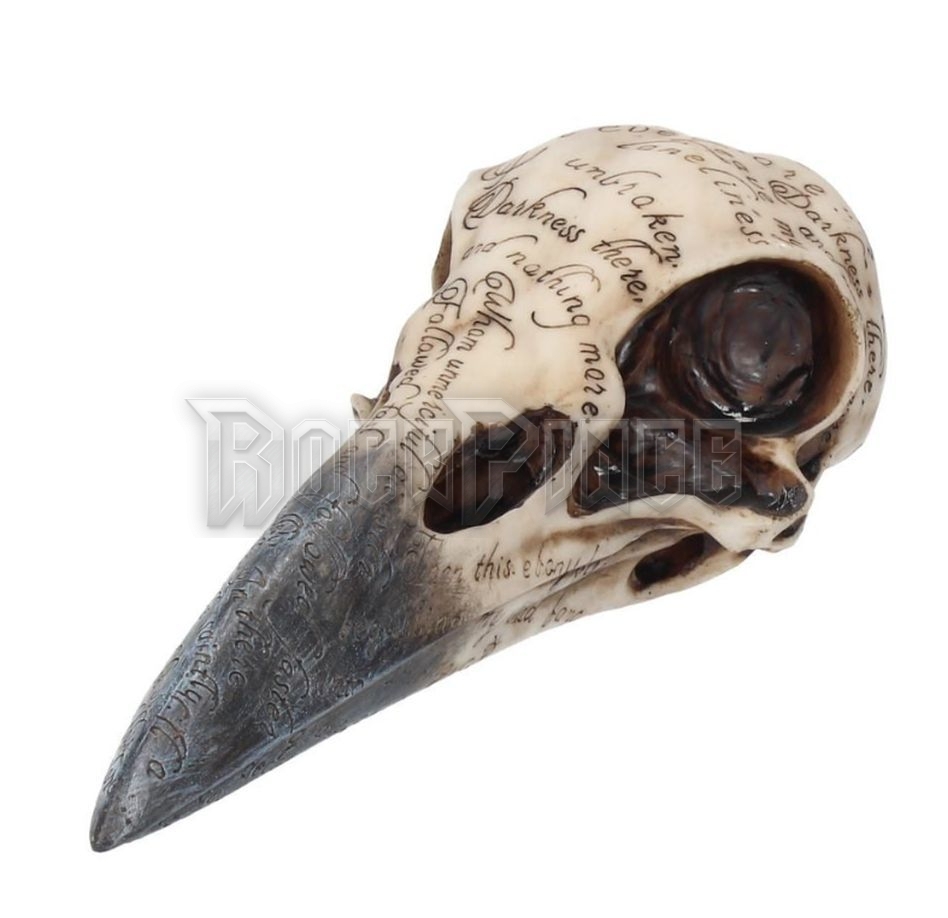 Edgar's Raven Skull - hollókoponya - B1986F6