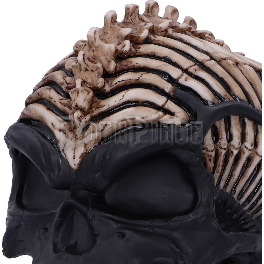 Spine Head Skull - koponya - B5390S0
