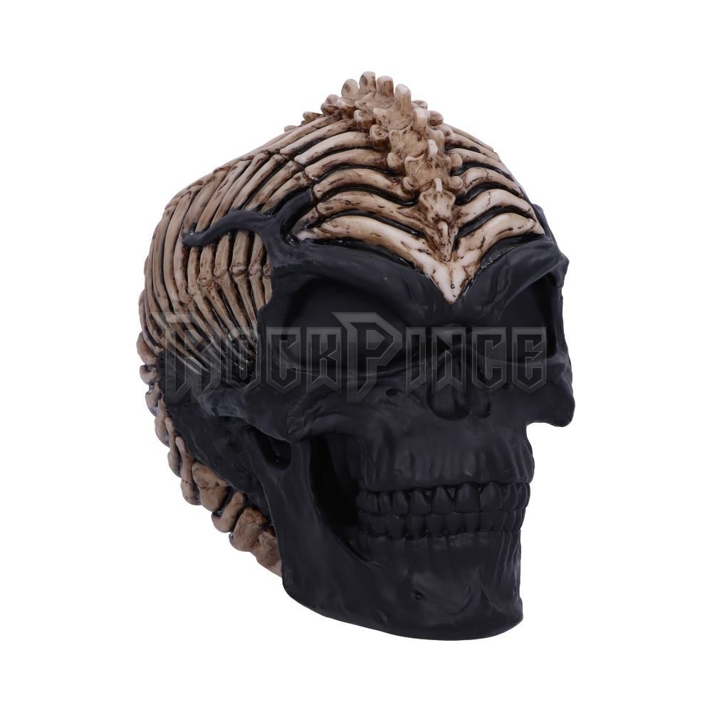 Spine Head Skull - koponya - B5390S0