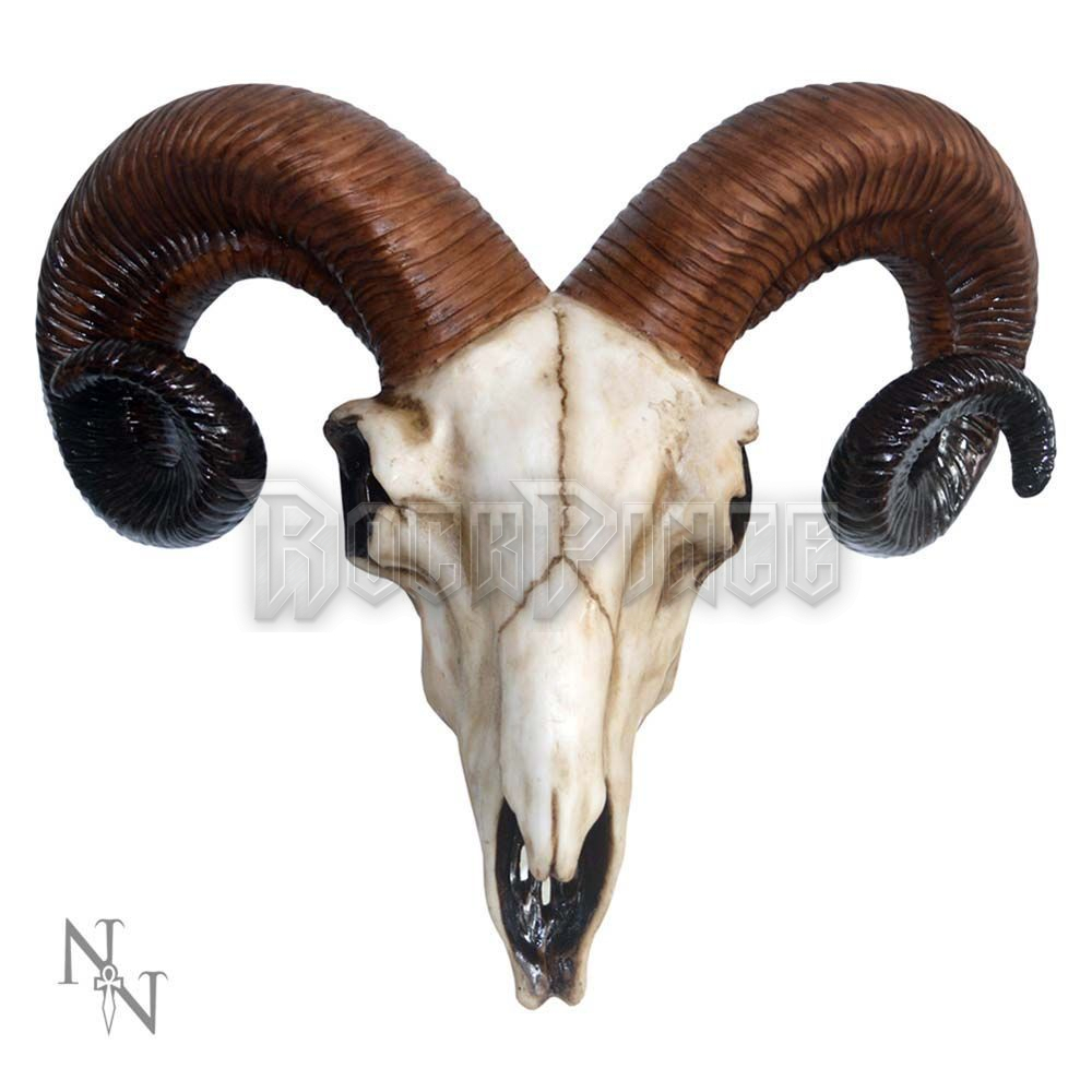 Rams Skull - FALI DÍSZ - 33cm - D1250D5